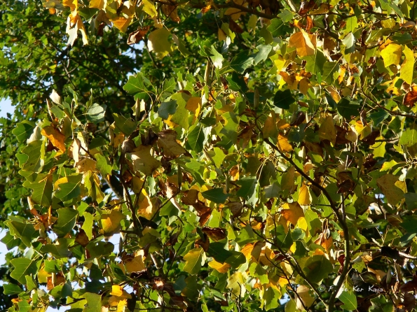 Bois des moutiers fall 2012 (26)